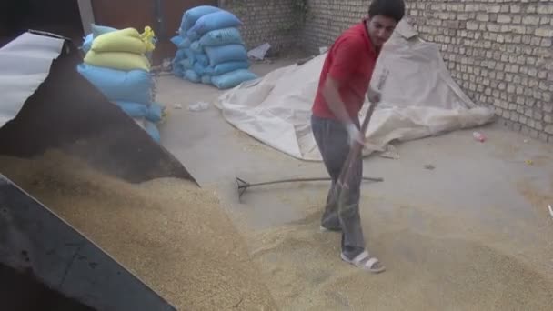 Man shoveling grain — Stock Video