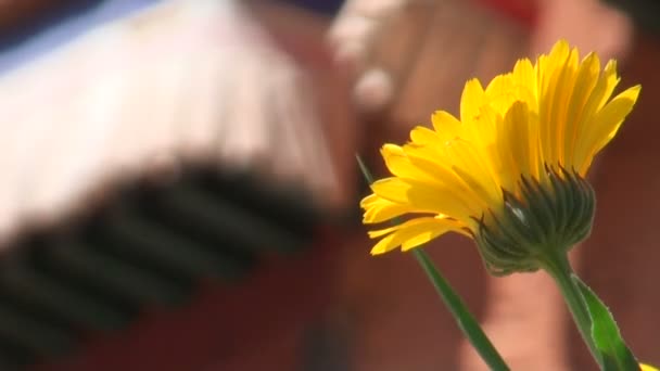 Diente de león frente al monasterio — Vídeos de Stock