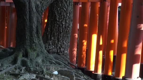 Torii poorten in de bossen van Kyoto. — Stockvideo