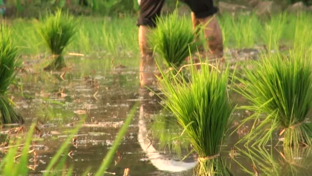 Чоловік саджає рис — стокове відео