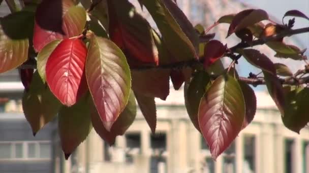 Leaves in front of Atomic Bomb Dome — Stock Video