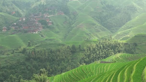 Rice terraces in China — Stock Video