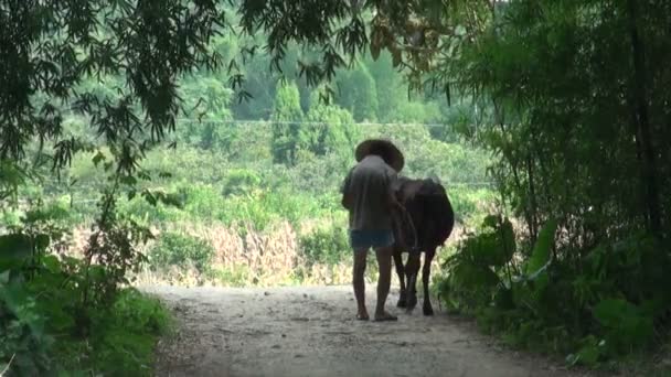 En gammal man vägleder sin buffalo Videoklipp