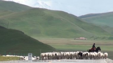Koyun sürüsü bir Çin yolda.