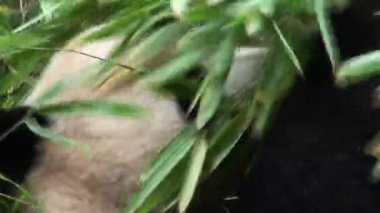 panda ayı bambu yiyor