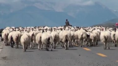 Koyun sürüsü bir Çin yolda.
