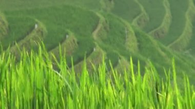 Pirinç dansları rüzgarda.