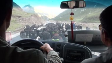 Yaks yolu kesmek