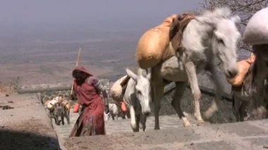 Eşekler merdivenlerden yukarı yönlendirilir