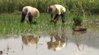Pirinç hasat chineese işçi