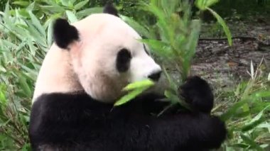 panda ayı bambu yiyor