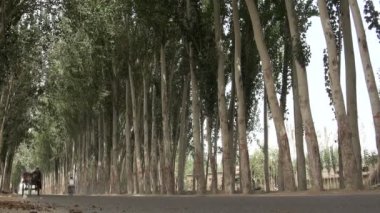 Eşek arabası taşımacılığı