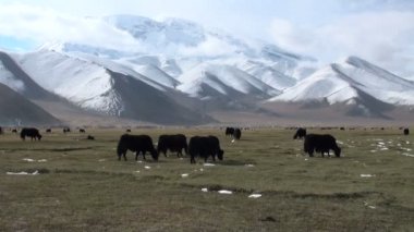 dağ manzarası içinde yaks otlatmak
