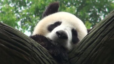 Panda bir ağaçta uyur