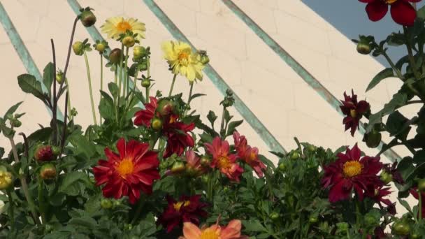 Azadi Tower monument bakom blommor — Stockvideo
