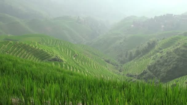 Campos de arroz em China — Vídeo de Stock