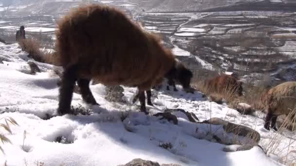 牧羊人走他的羊在雪山 — 图库视频影像