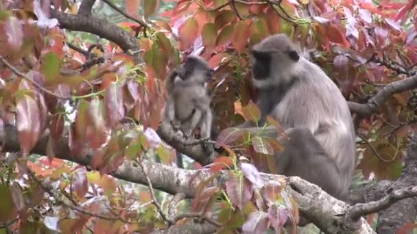 Macaco alimenta seu bebê — Vídeo de Stock