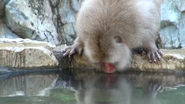 Snow monkey  drinking from a hot spring — Stock Video