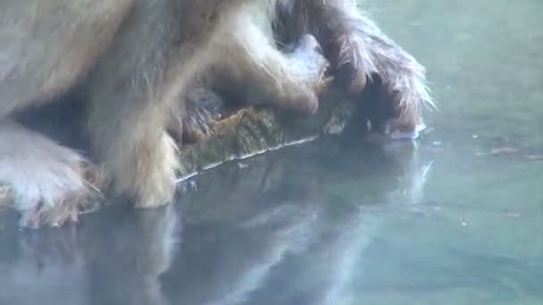 Μαϊμού που προσπαθεί να πάρει φαί από το κάτω μέρος — Αρχείο Βίντεο
