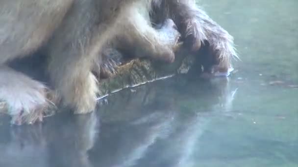 singe essayant d'obtenir de la nourriture du bas 