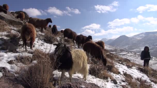 Шепард гуляет с овцами по снежному холму — стоковое видео