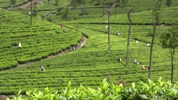 Ludzie zbierając herbatę — Wideo stockowe