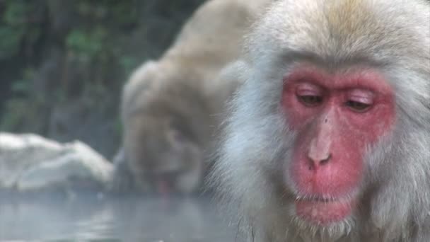 Singe relaxant dans une piscine chaude 
