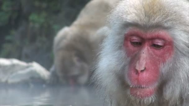 Monkey avkopplande i en varm pool — Stockvideo
