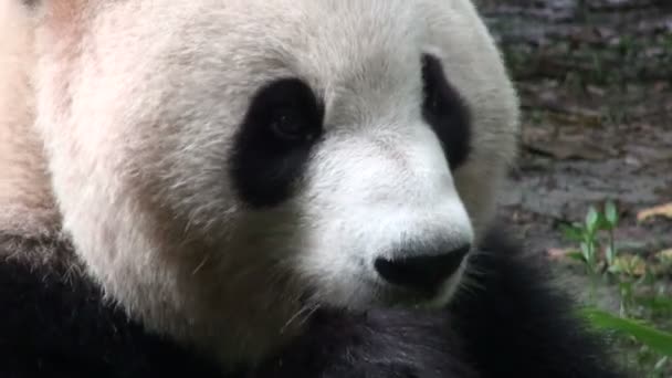 Panda bear chews on bamboo — Stock Video