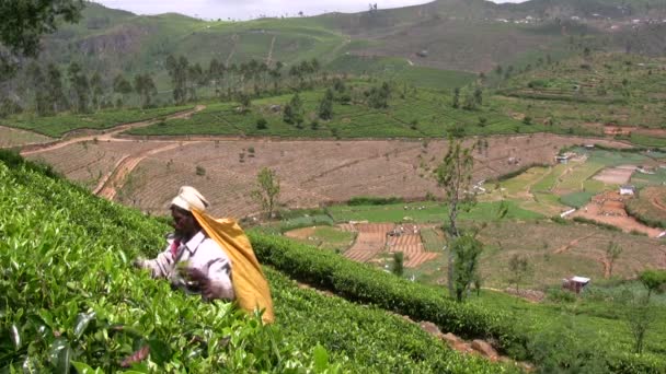 People picking tea — Stock Video