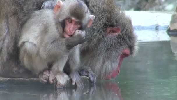 Bebê macaco neve comer alimentos — Vídeo de Stock