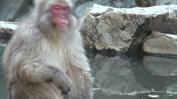 Singe siège à côté d'une source chaude — Video