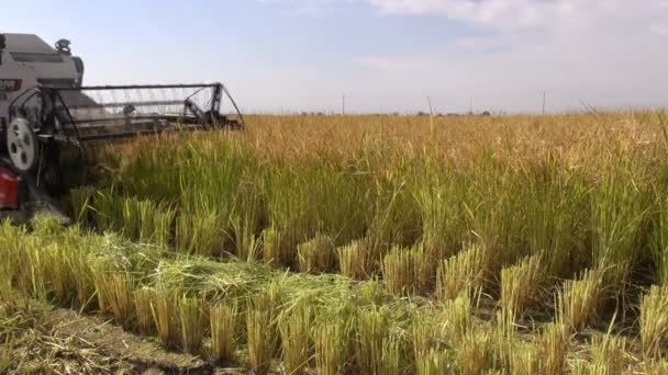 Man using a combine harvester — Stock Video