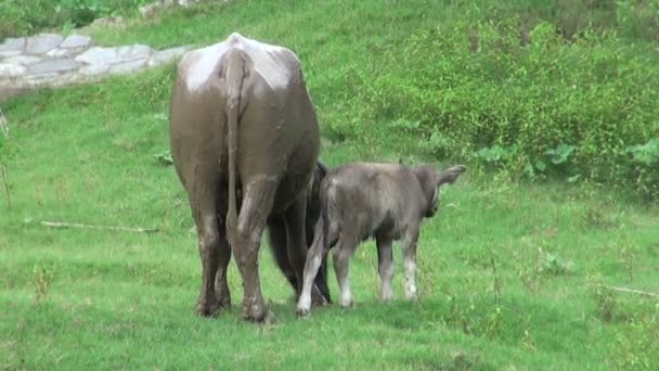 buffle avec un enfant broutant dans le champ 