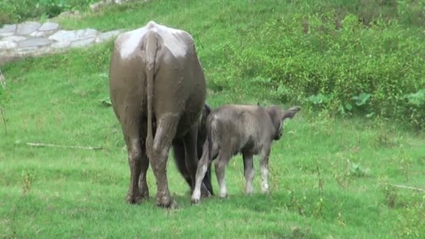 Búfalo con un niño pastando en el campo — Vídeo de stock