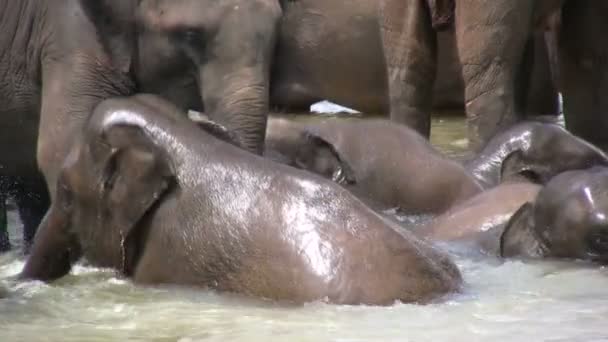 Слонята играют в реке — стоковое видео