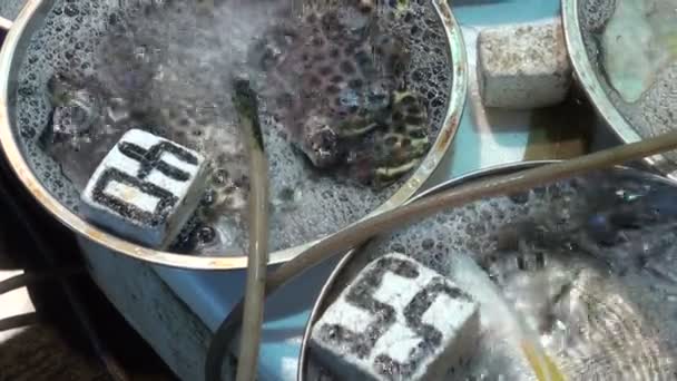 Poissons à vendre au marché . — Video