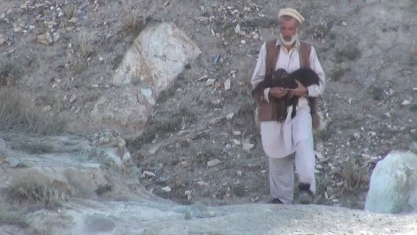 A shepherd carries a baby sheep home — Stock Video