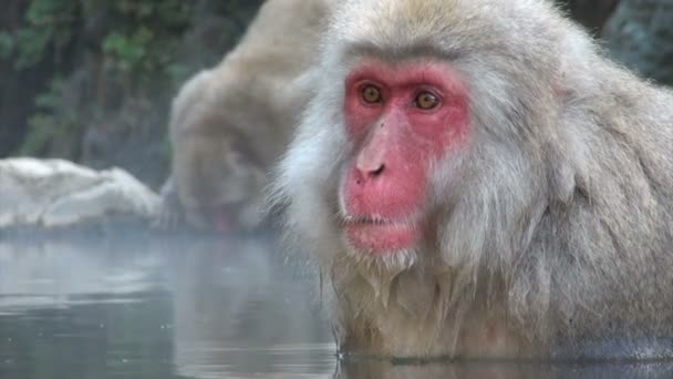 Affe entspannt sich in einem warmen Pool