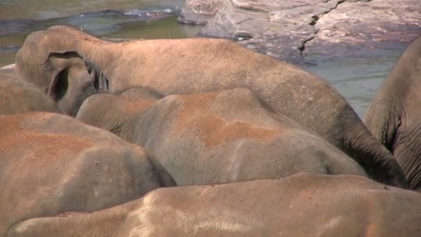 Olifanten staan in de rivier — Stockvideo