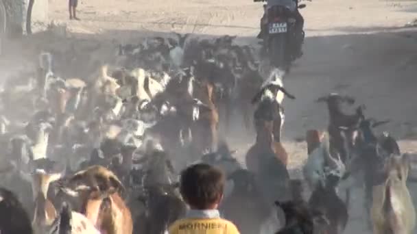 Gli uomini su una moto guardano capre e pecore — Video Stock