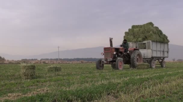 Ein Traktor wird verwendet, um Heu in iran zu sammeln. — Stockvideo