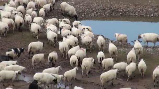 Gregge di pecore in Cina . — Video Stock