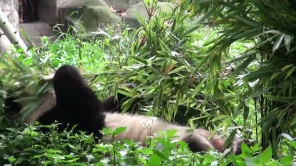 panda ours mange du bambou 