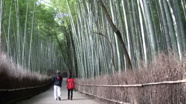 Turistas estão passeando por um bosque de bambu — Vídeo de Stock