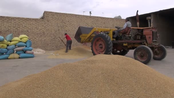 People collecting grain — Stock Video