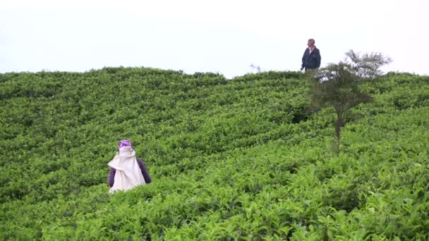 Ein Wachmann beobachtet die Menschen beim Teepflücken. — Stockvideo