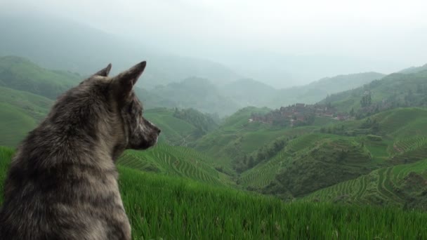 Собака дивиться над рисовими терасами — стокове відео