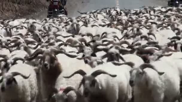 Rebaño de ovejas en China . — Vídeo de stock